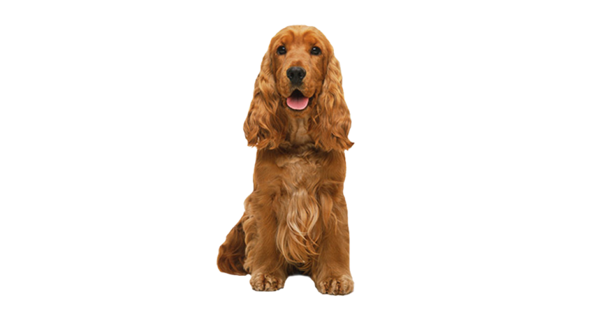 Порода собак Английский кокер-спаниель. Описание, особенности и  характеристики