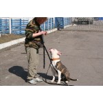 Дрессировка Бульдога обучение командам и воспитание щенка