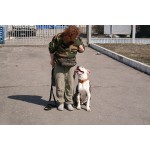 Дрессировка Бульдога обучение командам и воспитание щенка