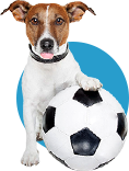 Спорт для собак