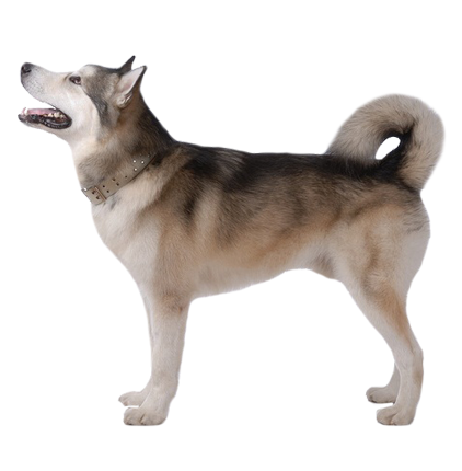 Порода собак аляскинский маламут: описание, фото, цена