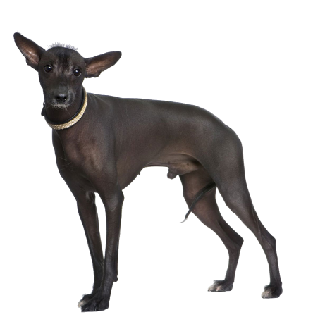 Дрессировка Перуанская голая собака